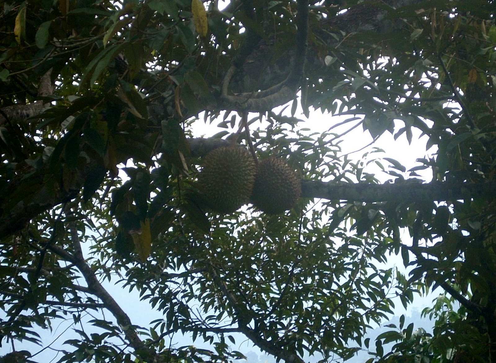 [durian.jpg]