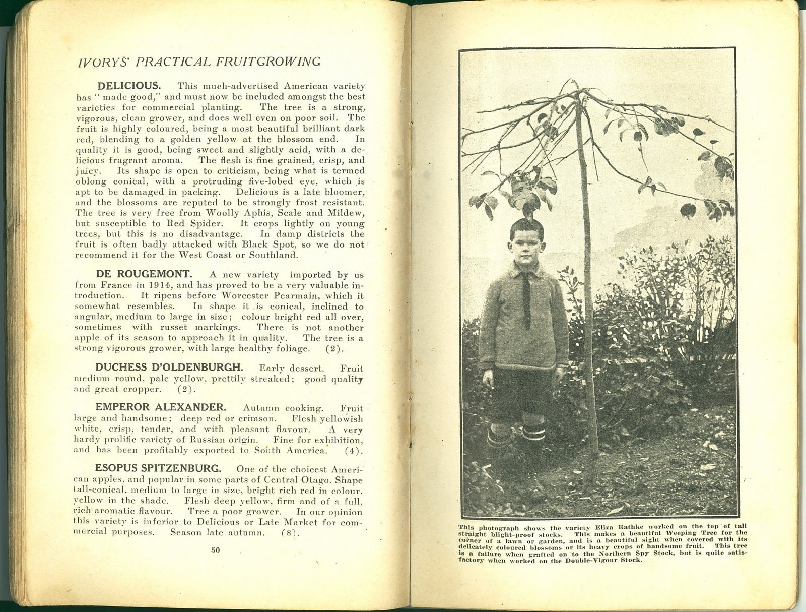 [1922xxxx+Brochure+Ivorys'+Practical+Fruit+Growing+Pg+050+051.jpg]