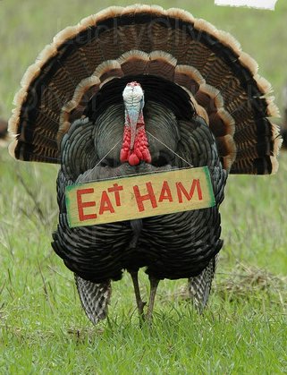 [LO-thanksgiving_humor_eat_ham_turkey-8104721.jpg]