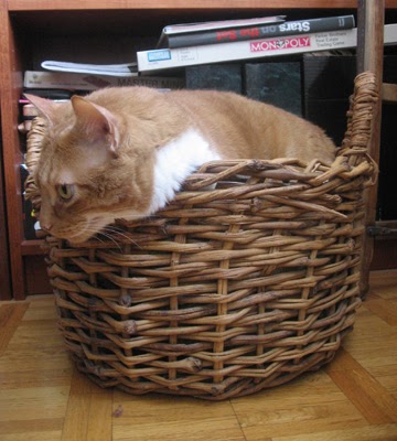 [tibby+in+basket.jpg]
