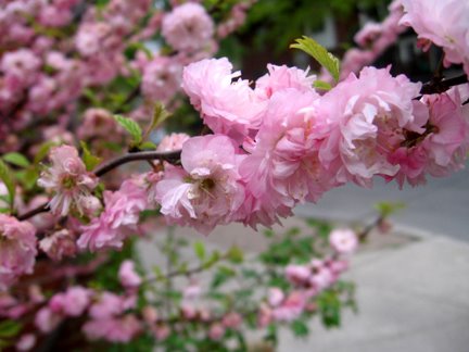 [walk+one+blossoms+close+up.jpg]
