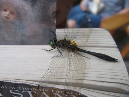 [cottage+2008+dragonfly+5.jpg]