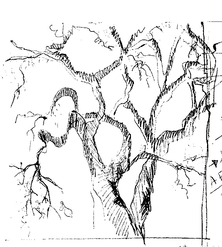[tree+drawing.jpg]