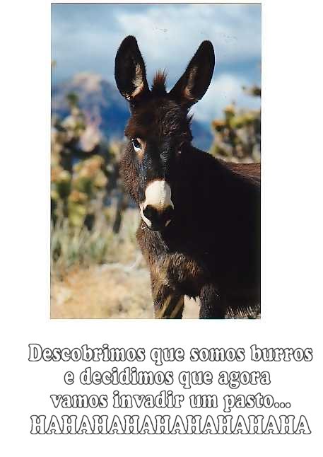 [burro.jpg]