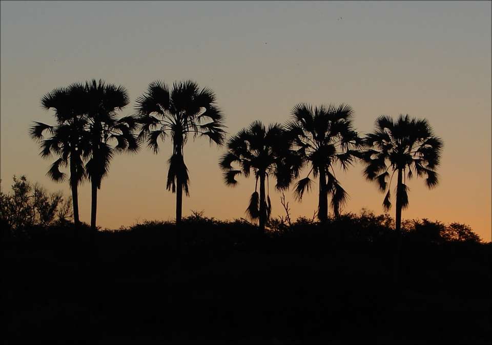 [duba+palms+in+sunset+to+be+printed.jpg]