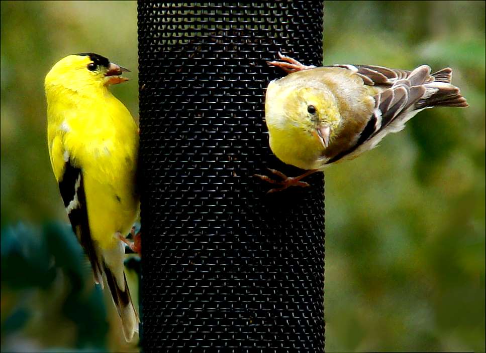 [goldfinch+almost+all+yellow+5+pair+.jpg]