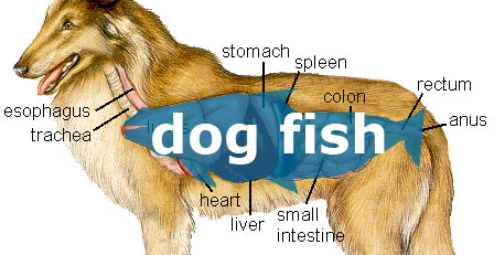 [dog-fish.jpg]