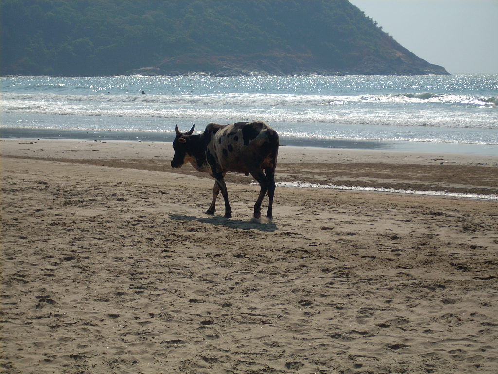 [Cows+on+the+Beach.jpg]