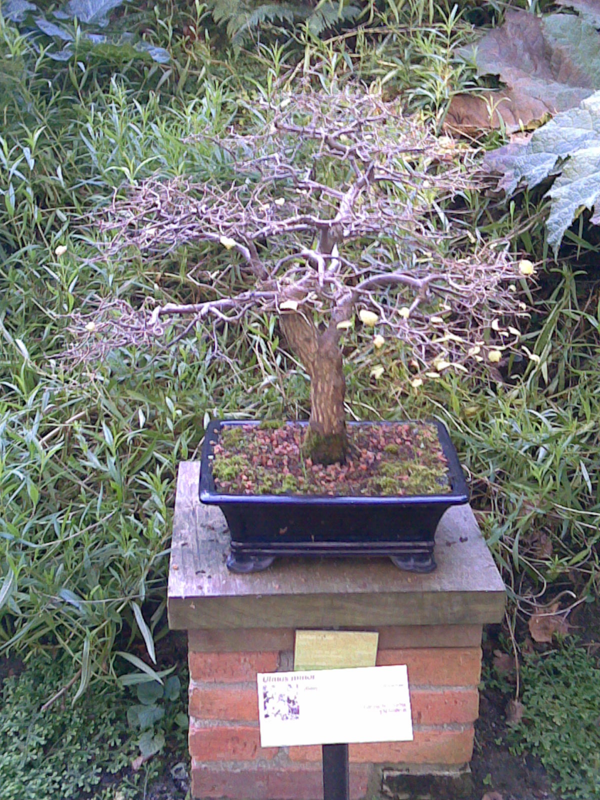[bonsai7.jpg]