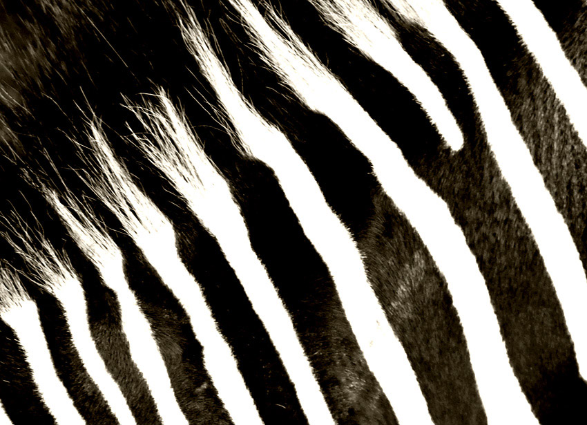 [July+22+~+Zebra.jpg]