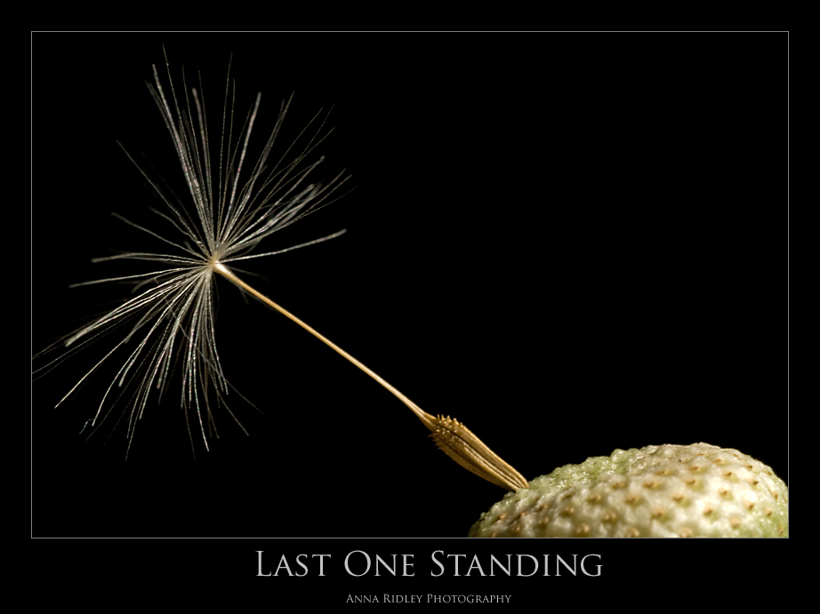 [Last+One+Standing+P.jpg]