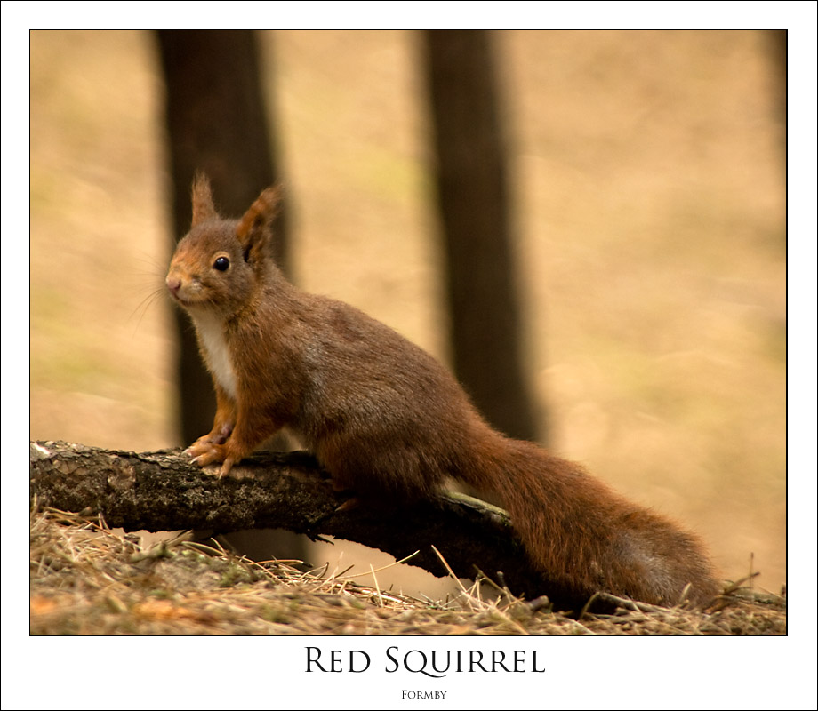 [Red+Squirrel+P.jpg]