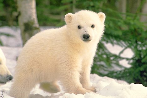 [polar-bear-cub_917.jpg]