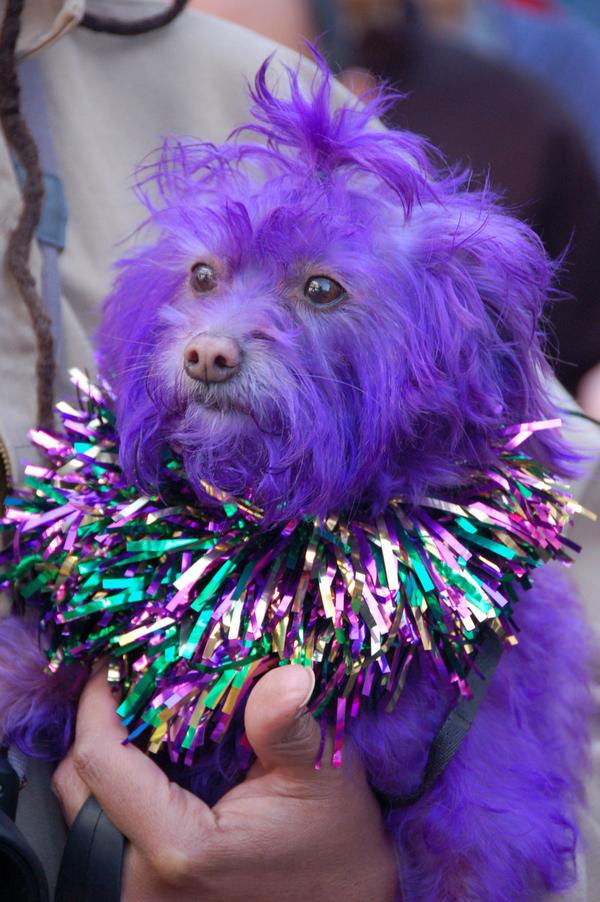 [purple+dog.jpg]