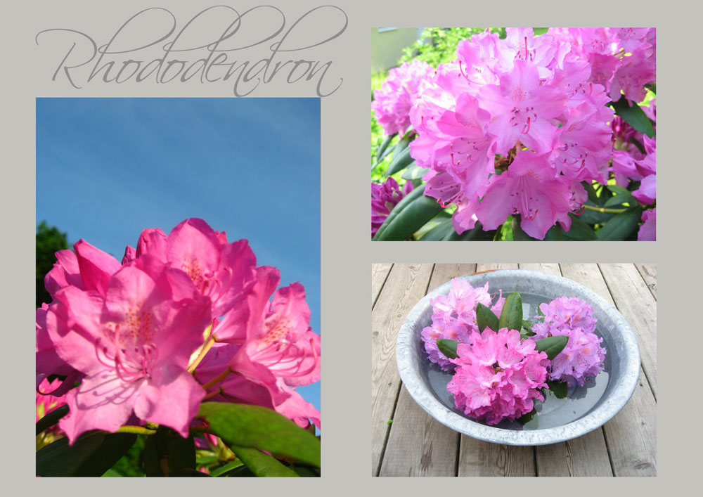 [Rhododendron2.jpg]