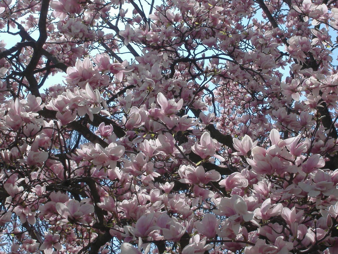 [magnolias.jpeg]
