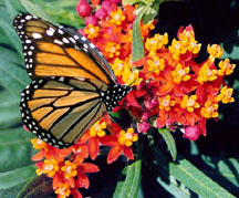 [milkweed_monarch.jpeg]