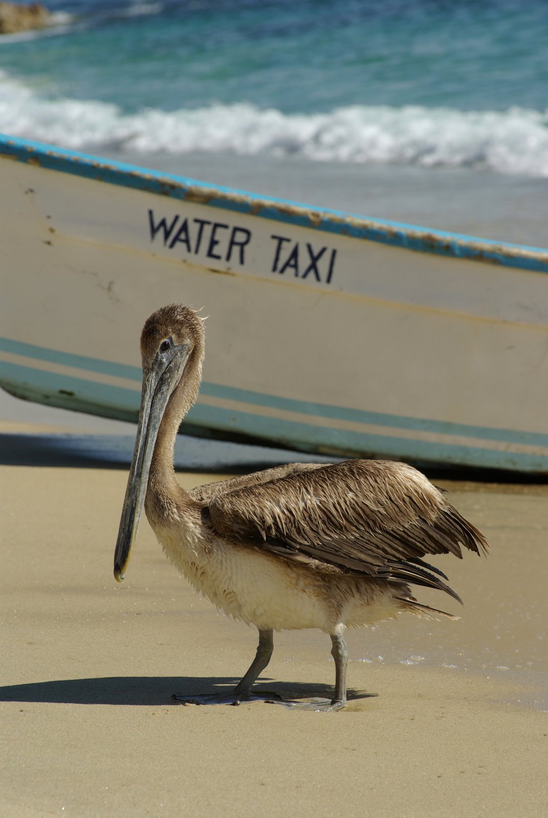 [Pelican+Water+Taxi.JPG]