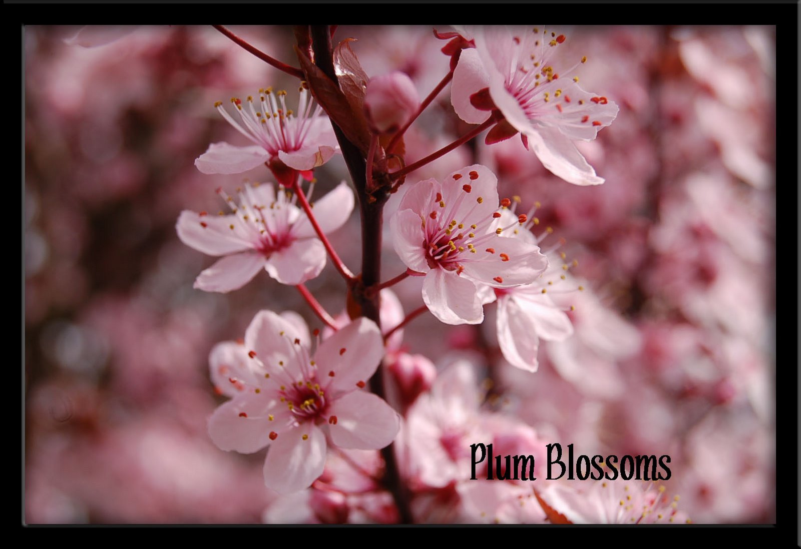 [spring+flowers+(6)+copy.jpg]