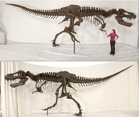 [Tyrannosaurus-rex-STAN-23.jpg]