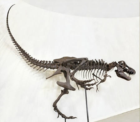 [Tyrannosaurus-rex-STAN-replica.jpg]
