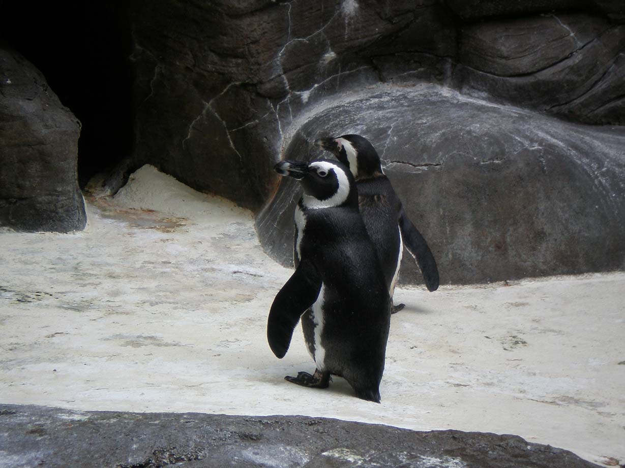 [penguin2.jpg]