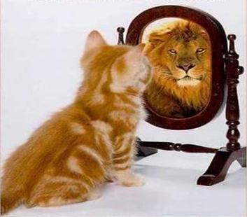 [mirror+cat.jpg]
