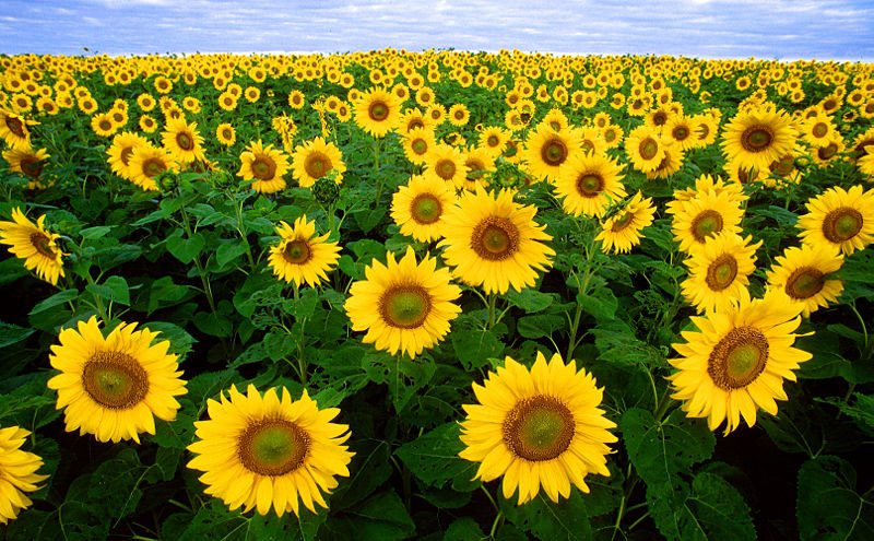 [-Sunflowers.jpg]