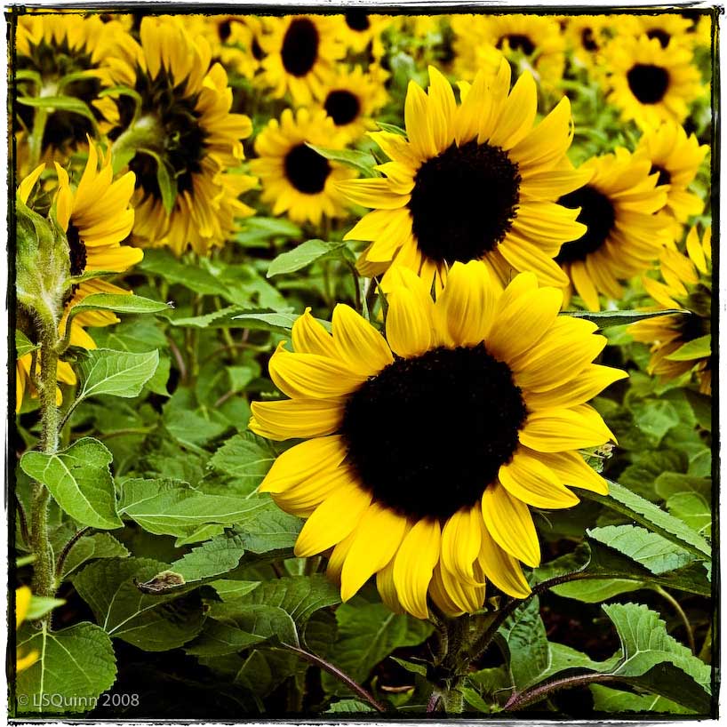 [sunflower_lft.jpg]