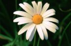 [white+daisy.jpg]