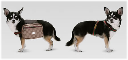 [gucci-dog-backpack.jpg]
