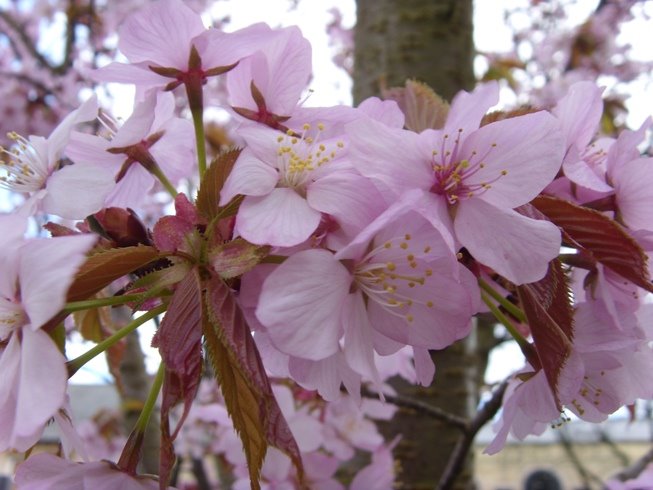 [Prunus+Spire+blossom+edit.JPG]