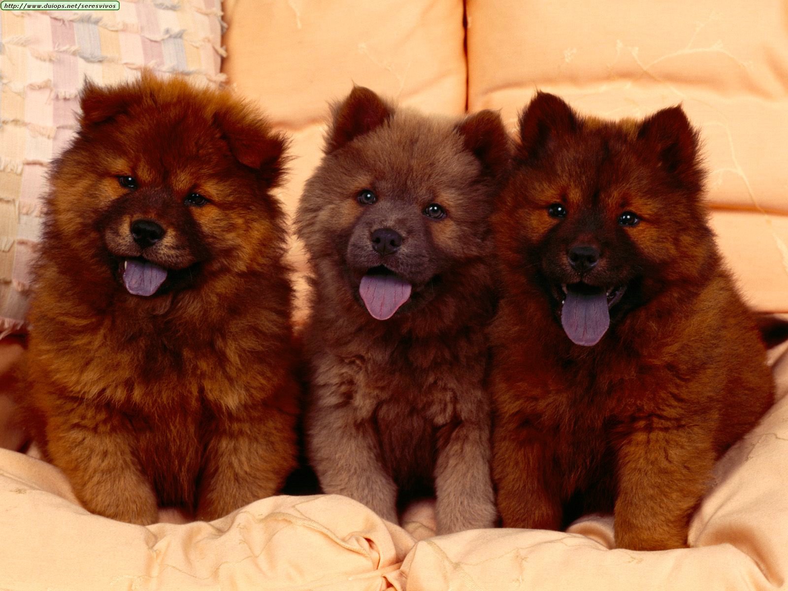 [chow+chow+puppies.jpg]