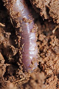 [200px-Close_up_of_earthworm.jpg]
