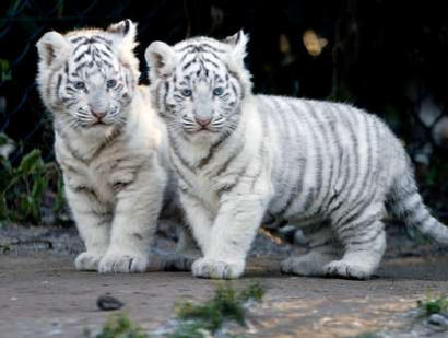 [tigers+cubs.jpg]