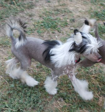 [chinese+crested+3.jpg]