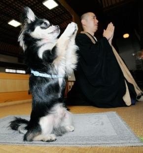 [Buddhist+Dog.jpg]