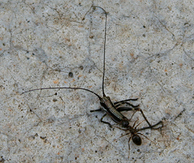 [Ant+and+grasshopper+fight.jpg]
