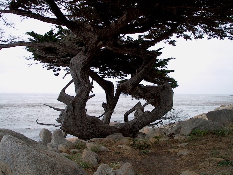 [Cypress_tree_overlooking_the_Pacific_Ocean_1.jpg]