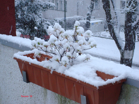 [Snow.jpg]