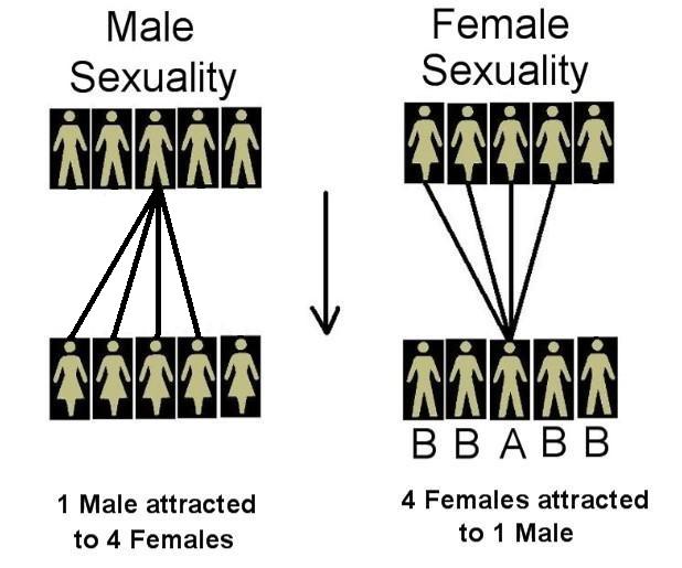 http://masculineprinciple.blogspot.ca/2015/03/sex-sells-hypergamy-explained.html