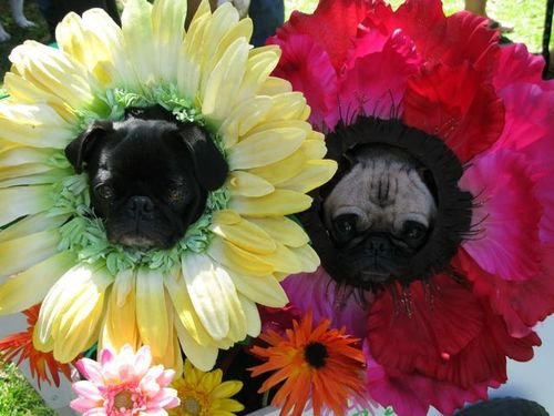 [Pug+Flowers.bmp]