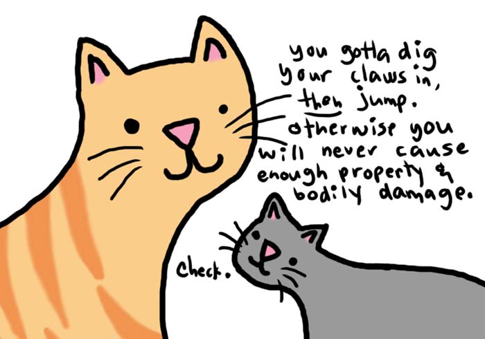 [cat-class.jpg]