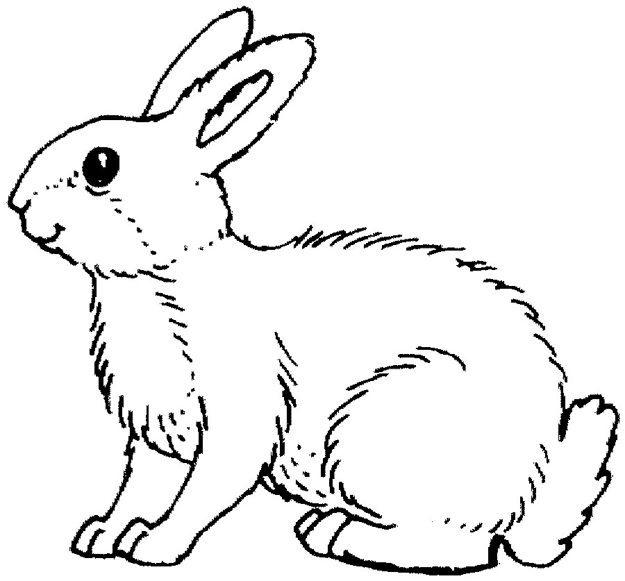 [Rabbit-picture.jpg]