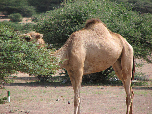 [Camel+on+the+course.jpg]