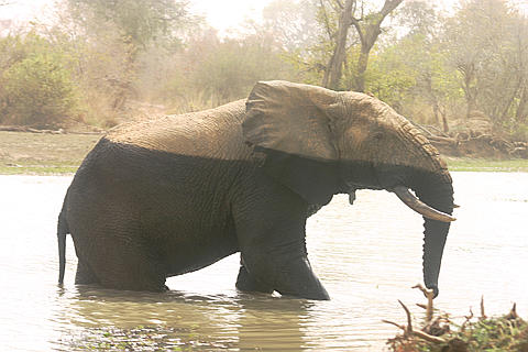 [elephant+bath.jpg]