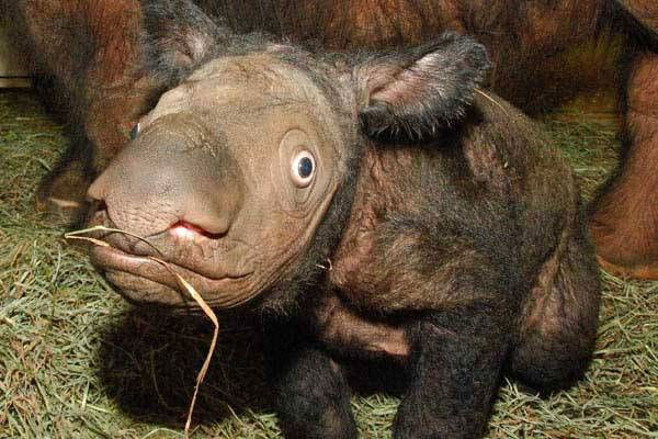 [sumatran-rhinobaby.jpg]