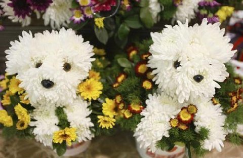 [dog+flowers.jpg]