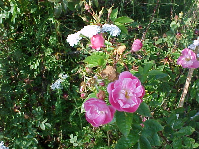 [Roses.JPG]