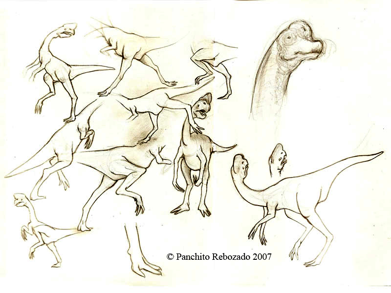 [oviraptor.jpg]
